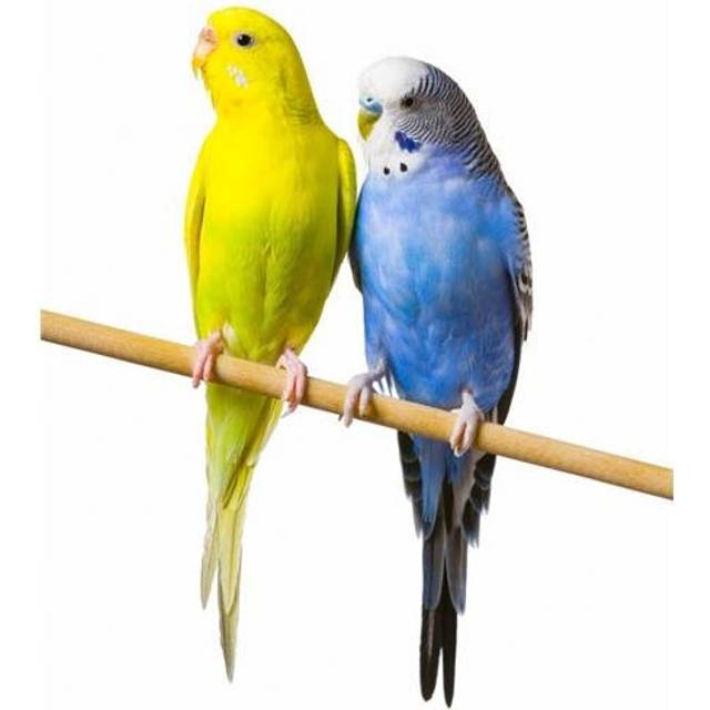Budgerigar Melopsittacus Undulatus On A Perch Poster Print by Corey Hochachka, 22 x 32 - Large