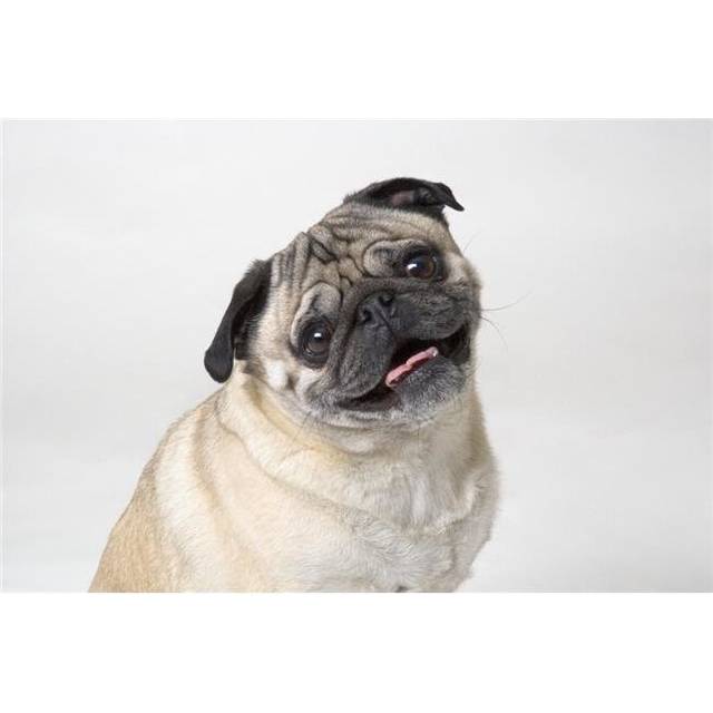 Pug Dog Smiling Poster Print by Corey Hochachka, 34 x 22 - Large