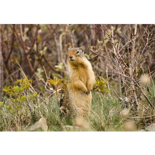 Colombian Ground Squirrel Poster Print, Large - 32 x 22