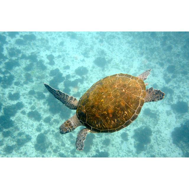 Green Turtle And Ocean Floor by Searsie - Wrapped Canvas Art Prints - Blue (61cm H x 91cm W)