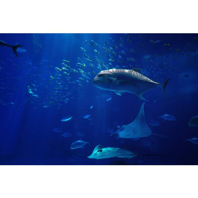 Tuna Fish - Wrapped Canvas Art Prints - Blue;White (51cm H x 76cm W x 3.8cm)