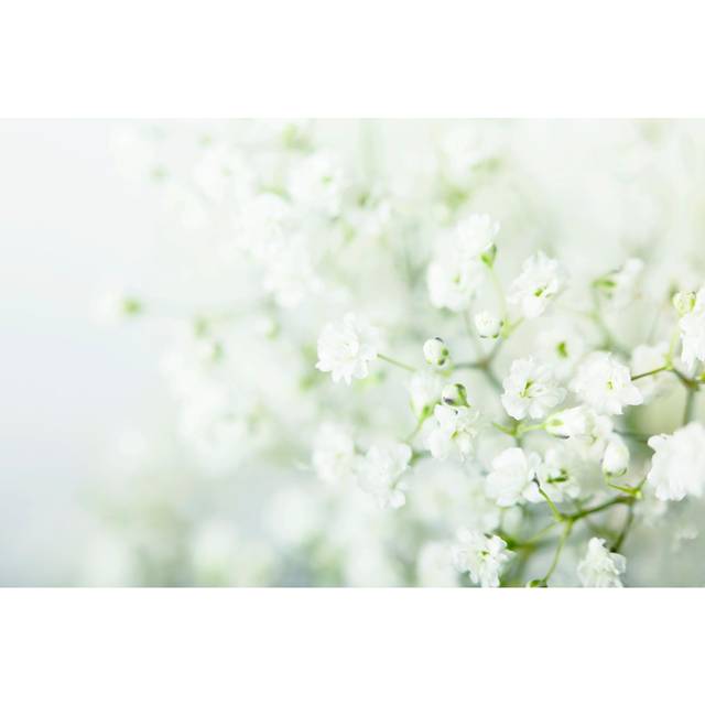 Baby Breath Flowers Background by Diane Labombarbe - Wrapped Canvas Art Prints - White;Green (30cm H x 46cm W)