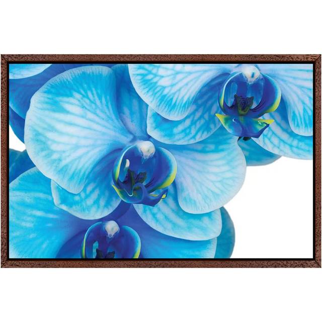 Blue Orchid II by Glauco Meneghelli - Photograph on Canvas - Brown Floater Frame (66.04 cm H x 45.72 cm W)