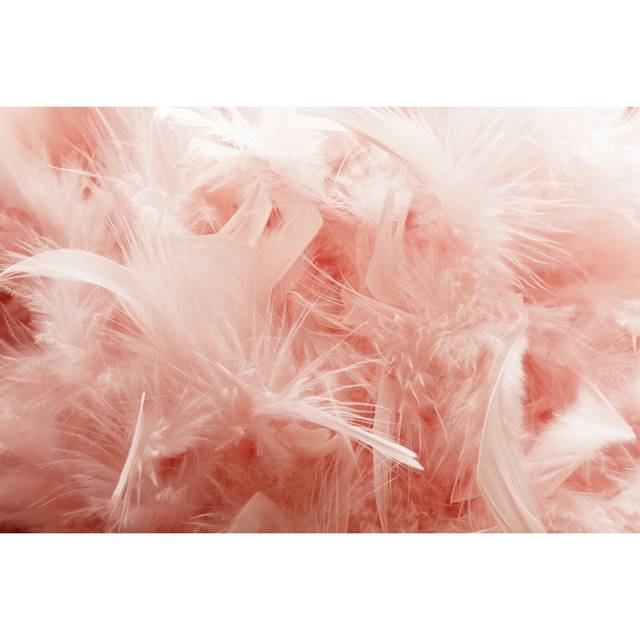 Pink Feather Background by Floortje - Print (81cm H x 122cm W)