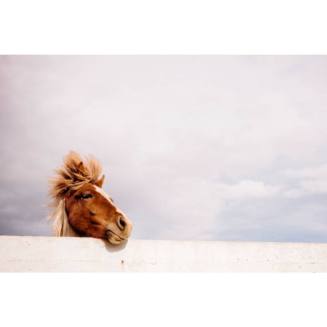 Icelandic Pony by Urbancow - Wrapped Canvas Art Prints - Brown (51cm H x 76cm W)