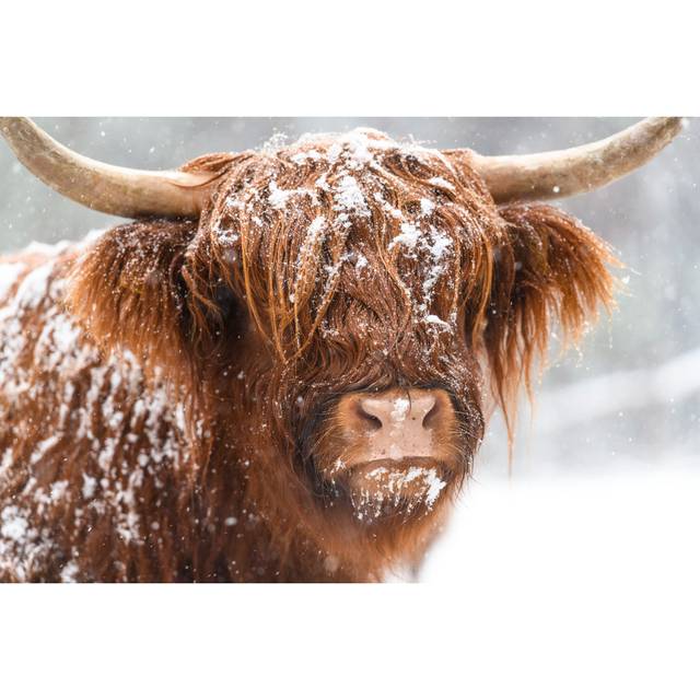 Highland Cow In The Snow by Sjo - Wrapped Canvas Art Prints - Brown (61cm H x 91cm W)