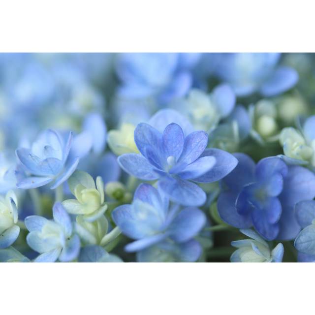 Hydrangea by Hana-Photo - Wrapped Canvas Art Prints - Blue (61cm H x 91cm W)