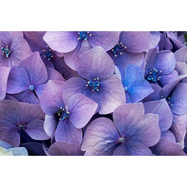 Hydrangea by Byakkaya - Wrapped Canvas Art Prints - Purple (51cm H x 76cm W)