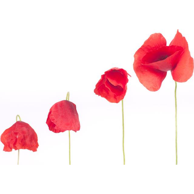 Poppy by MarcoMarchi - Wrapped Canvas Art Prints - Red (20cm H x 30cm W)
