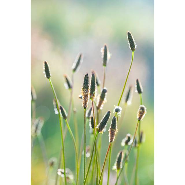 Plantago Flowers In Bloom - Wrapped Canvas Art Prints - Green (76cm H x 51cm W)