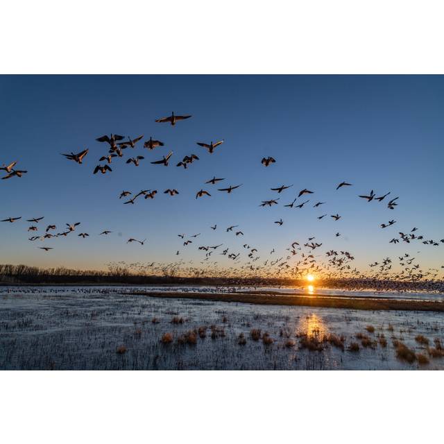 Huge Flocks Of Migrating Snow Geese by John Morrison - Wrapped Canvas Art Prints - Blue;Orange (51cm H x 76cm W)