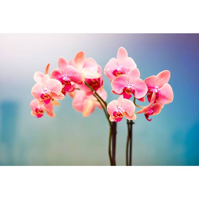 Pink And White Orchid - Print (51cm H x 76cm W)