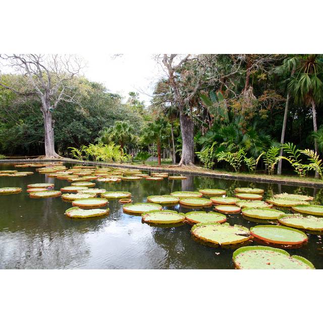 Mulkeytown Mulkeytown Giant Water Lily by Martin Helgemeir - Print (20cm H x 30cm W x 3.8cm D)