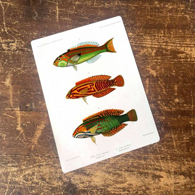 Fish Nautical Sea Life - Metal Movie Wall Sign (25cm H x 20cm W)