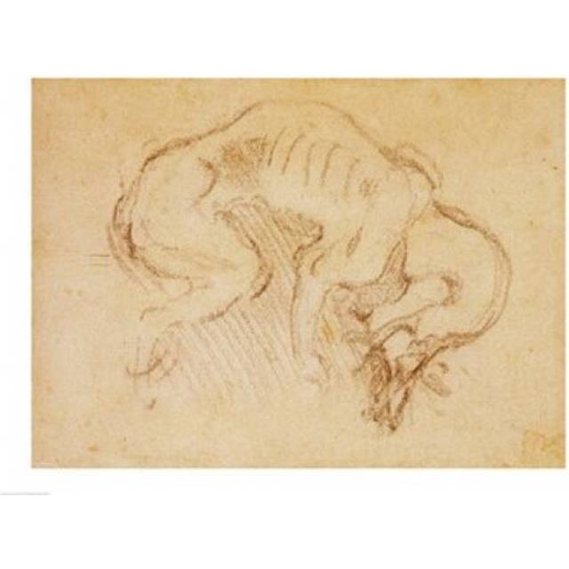 Study of A Dog Poster Print by Michelangelo Buonarroti - 36 x 24 in. - Large