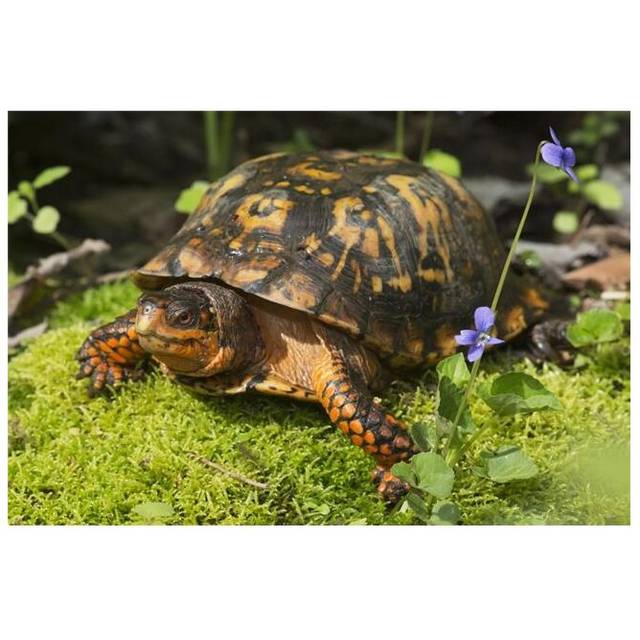 Eastern Box Turtle on Sphagnum Moss Among Blue Violets - Connecticut USA Poster Print - 19 x 12 in.