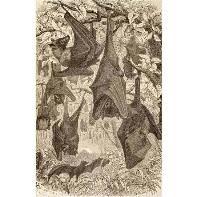 Flying Foxes Also Known As Fruit Bats From La Vida De Los Animales Published Spain Circa 1885 Poster Print, 11 x 18
