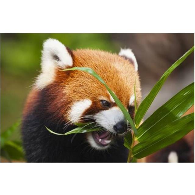 The Red Panda Ailurus Fulgens Or Shining Cat Is A Small Arboreal Mammal & Poster Print by Dave Fleetham, 18 x 12