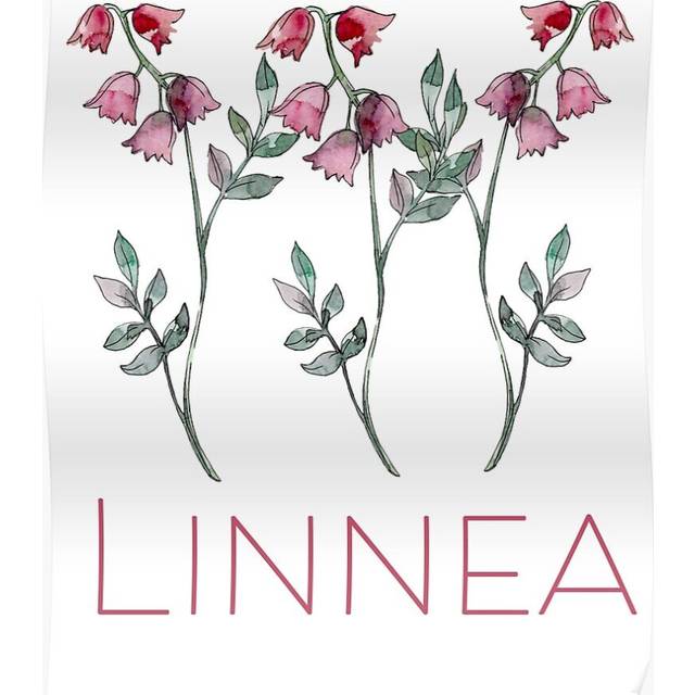 Posters Nordic Wildflower Linnea Twinflower Prettyk Flowers floral 16x20 inch or 20x20 inch Wall Art Soccer Print