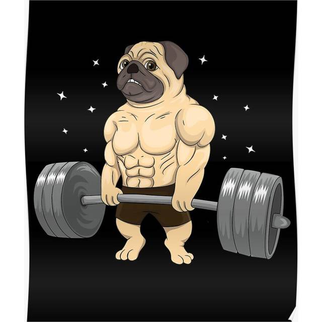 Posters Deadlift Fitness Gym Tee, Pug Dog Weightlifting, Pug Fitness 16x20 inch or 20x20 inch Wall Art Soccer Print