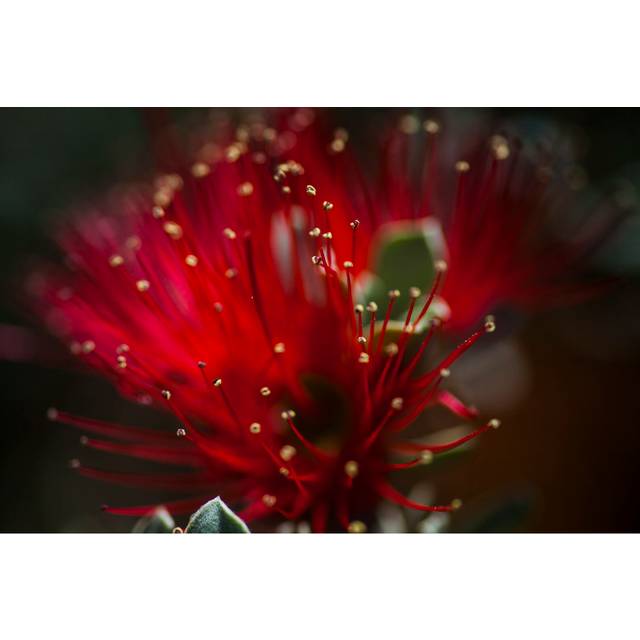 Beaury Bottle Brush - Wrapped Canvas Photograph (51cm H x 76cm W x 3.8cm D)