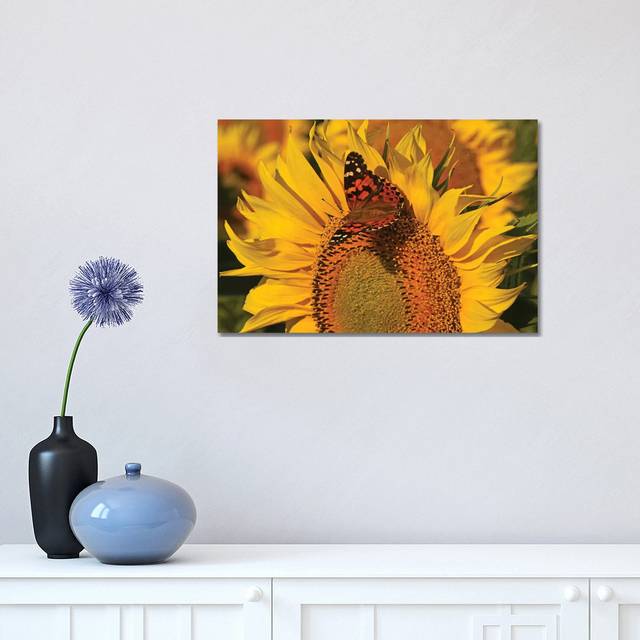 Painted Lady on Sunflower - Wrapped Canvas Photograph (30.48 cm H x 45.72 cm W)