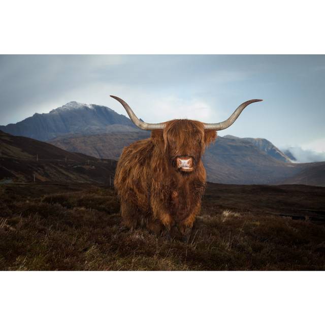 Antares Antares Highland Cow by Ian Woolcock - Print (20cm H x 30cm W x 3.8cm D)