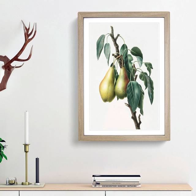 Lemon Pear Tree by Giorgio Gallesio - Picture Frame Painting Print - Oak Framed (65cm H x 48cm W x 2cm D)