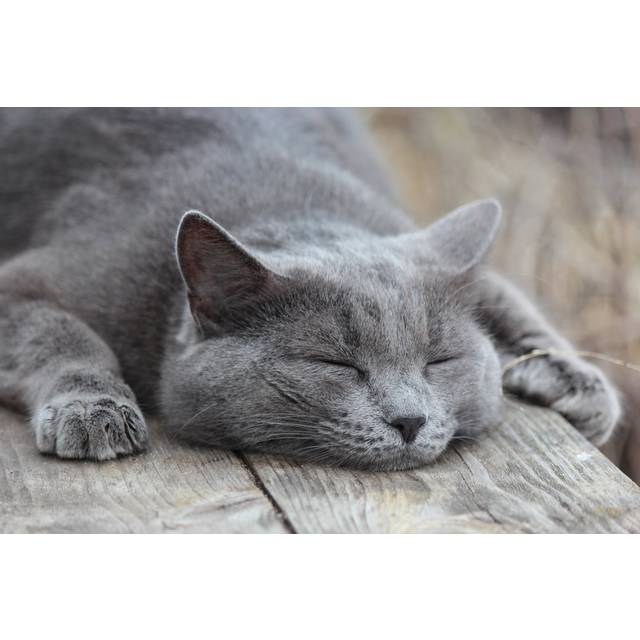 Grey Cat - Wrapped Canvas Photograph (20cm H x 30cm W x 3.8cm D)