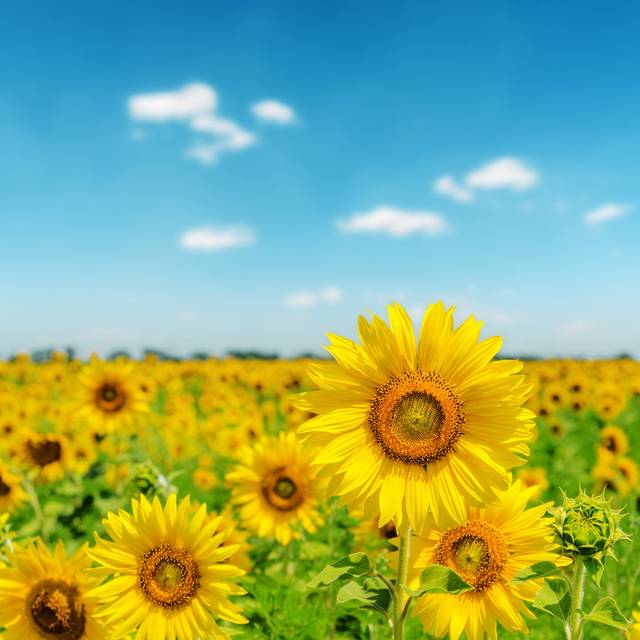 Sunny Day On Field With Sunflowers (51cm H x 51cm W x 3.8cm D)
