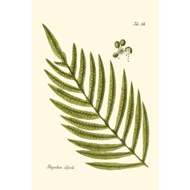 Small Antique Fern I - Wrapped Canvas Painting (76cm H x 51cm W x 3.8cm D)