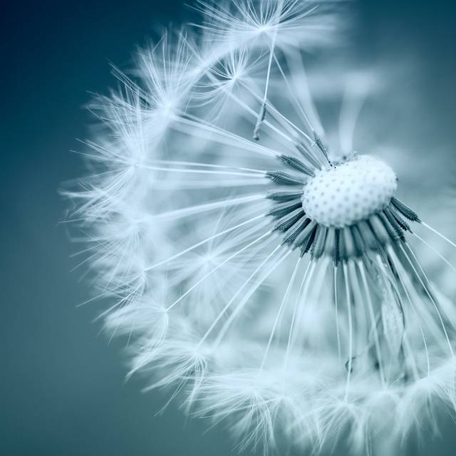 Dandelion (91cm H x 91cm W x 3.8cm D)