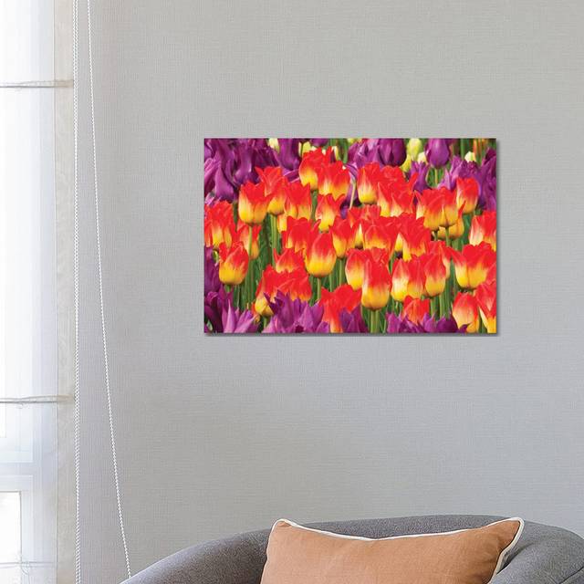 Tulip Flowers, Skagit Valley, Washington by Kevin Schafer - Wrapped Canvas Photograph (66.04 cm H x 45.72 cm W x 1.91 cm D)