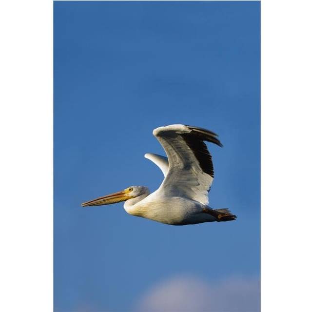 Flying Pelican Poster Print by Richard Wear, 22 x 34 - Large