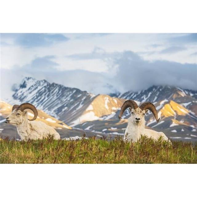 Two Adult Dall Sheep Rams Resting on A Hilltop at Polychrome Pass in Denali National Park Poster Print - 38 x 24 in. - Large