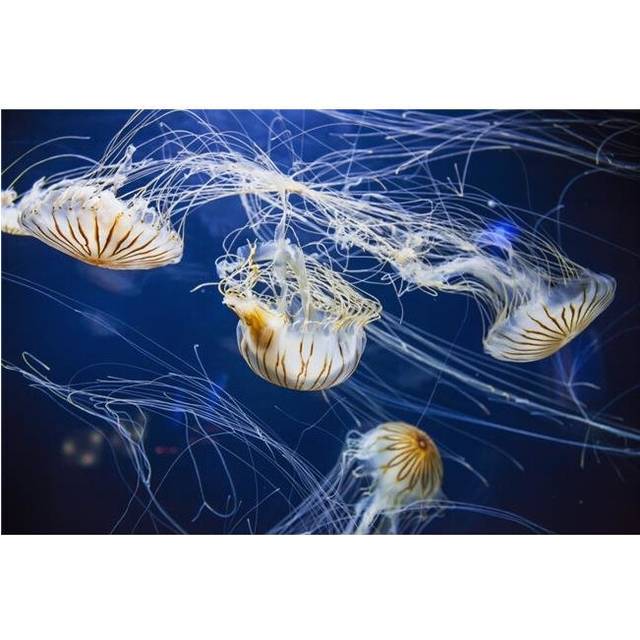 Jellyfish at The Aquarium of The Bay - San Francisco California United States of America Poster Print - 19 x 12 in.
