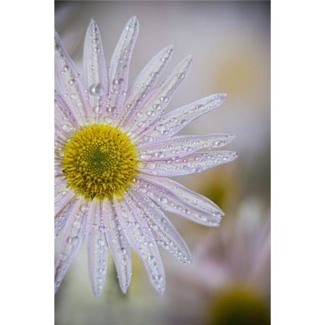 Korean Chrysanthemum New York Botanical Garden - New York City United States of America Poster Print - 24 x 36 in. - Large