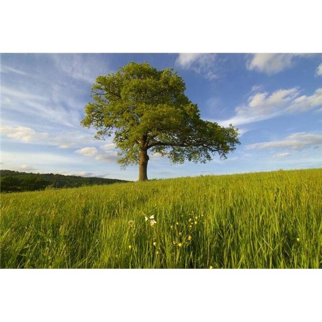 Single Oak Tree On A Hill Poster Print, 18 x 12
