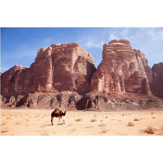 Baby Camel & Mother - Wadi Rum Jordan Poster Print - 38 x 24 in. - Large