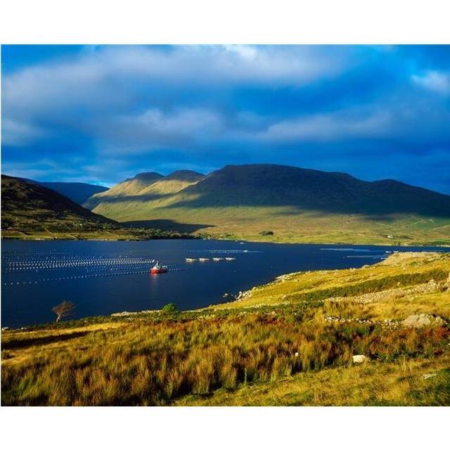Killary Harbour Co Galway Ireland - Fish Farm Mussels Poster Print by The Irish Image Collection, 34 x 26 - Large