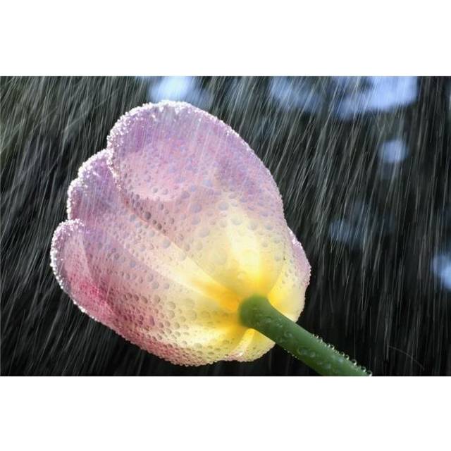 Rain Falling On A Tulip Poster Print, 38 x 24 - Large