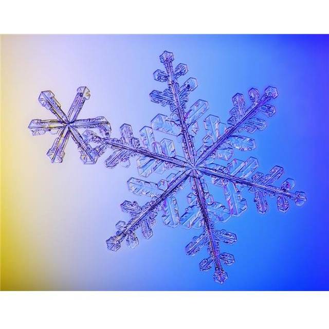 Photomicroscopic Close Up of Two Snowflake Crystals Alaska Poster Print - 34 x 26 in. - Large