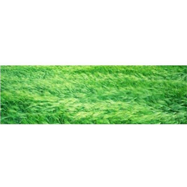 Wheat Field Prince Edward Island Canada Poster Print by  - 36 x 12