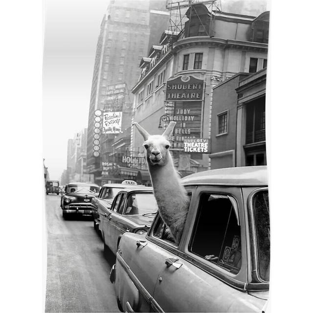 Posters Llama in Taxi, Black and White Vintage Art 16x20 inch or 20x20 inch Wall Art Soccer Print