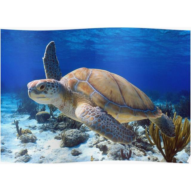 Posters Green turtle 16x20 inch or 20x20 inch Wall Art Soccer Print