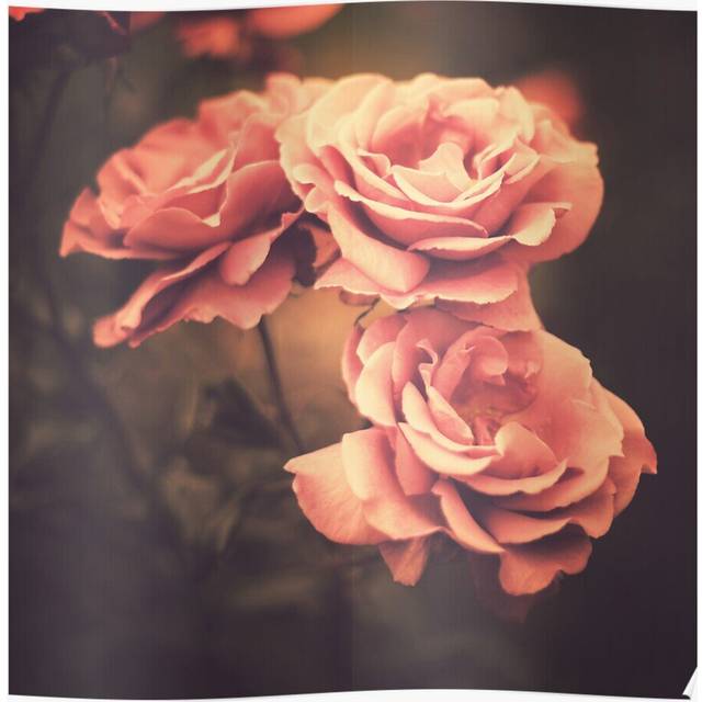Posters Threek Roses (Vintage Flower Photography) 16x20 inch or 20x20 inch Wall Art Soccer Print