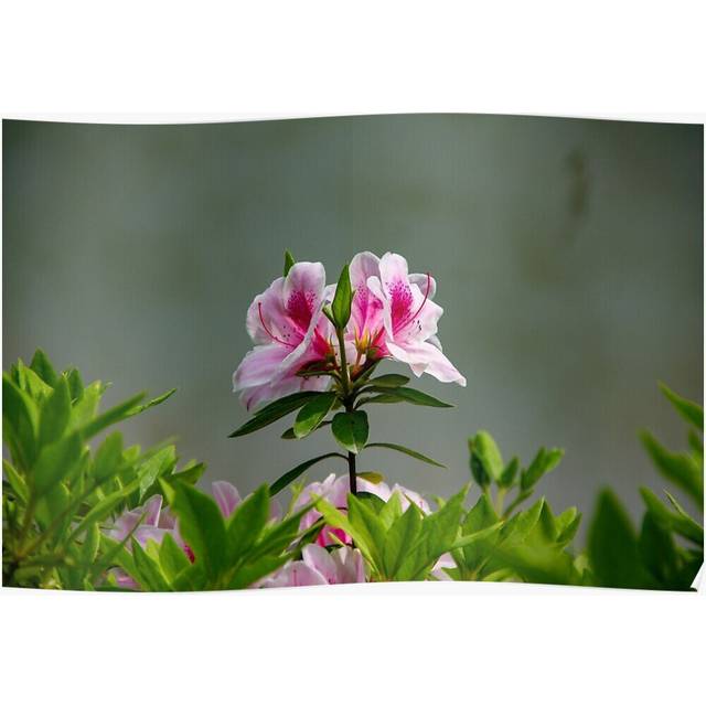 Posters Pink and red blooming flower 16x20 inch or 20x20 inch Wall Art Soccer Print