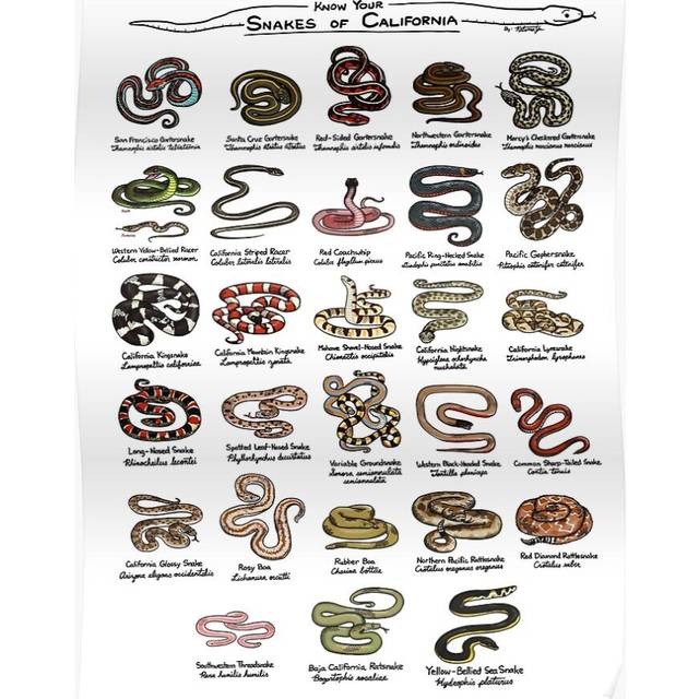 Posters Snakes of California 16x20 inch or 20x20 inch Wall Art Soccer Print