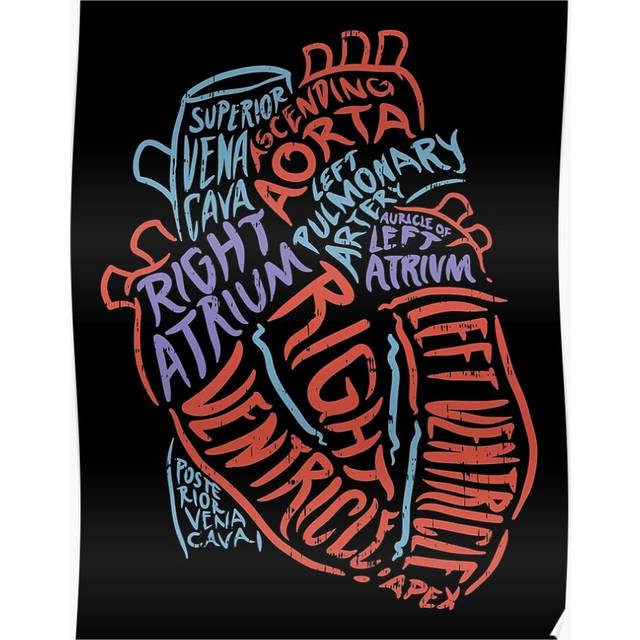 Posters Anatomy Of Heart - Anatomical Organ Doctor Gift 16x20 inch or 20x20 inch Wall Art Soccer Print