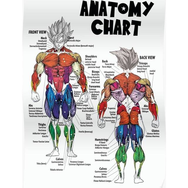 Posters Goku Muscle Chart - Anatomy Diagram - Anime Gym Motivational 16x20 inch or 20x20 inch Wall Art Soccer Print
